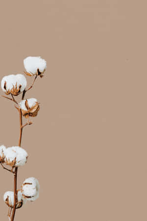 Minimalist Cotton Stem Aesthetic.jpg Wallpaper