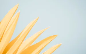 Minimalist Daisy Petal In Pastel Yellow Wallpaper