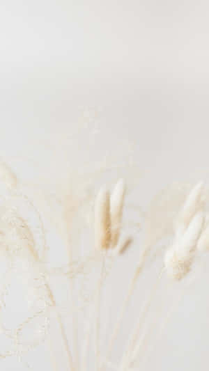 Minimalist Dried Flowers Backdrop Wallpaper