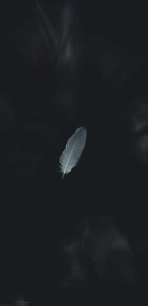 Minimalist Feather Dark Background Wallpaper