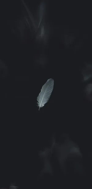 Minimalist Feather Dark Background Wallpaper