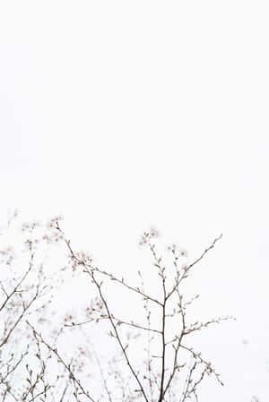 Minimalist Floral Branches White Backdrop Wallpaper