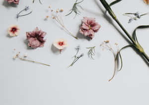 Minimalist Floral Composition Aesthetic.jpg Wallpaper