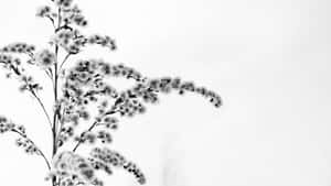 Minimalist_ Floral_ Silhouette_ B W Wallpaper