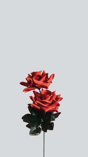 Minimalist Flower - A Simple And Serene Sight Wallpaper