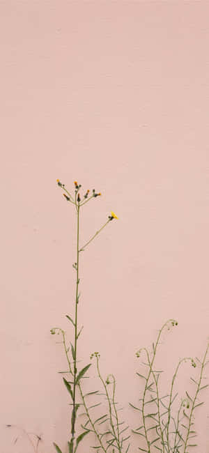 Minimalist Floweron Pink Backdrop.jpg Wallpaper