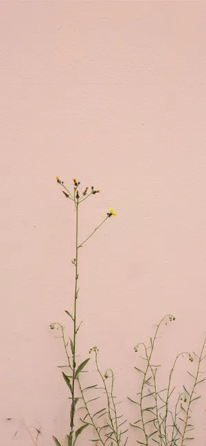 Minimalist Floweron Pink Backdrop.jpg Wallpaper