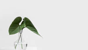 Minimalist Green Leafin Glass Vase Wallpaper