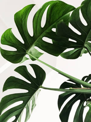 Minimalist Monstera Leaves Wallpaper