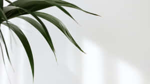 Minimalist Palm Leaf Art Wallpaper