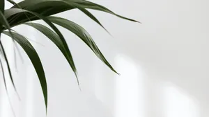 Minimalist Palm Leaf Art Wallpaper