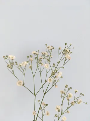 Minimalist_ Pastel_ Floral_ Aesthetic.jpg Wallpaper