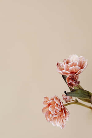 Minimalist_ Peach_ Tulips_ Aesthetic.jpg Wallpaper