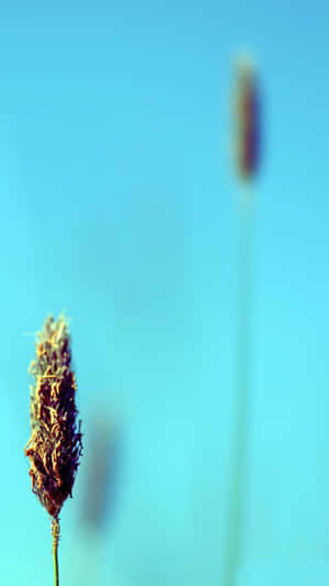 Minimalist Plantago Flower Wallpaper