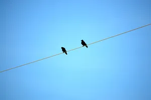 Minimalist Ravens On Wire Hd Wallpaper