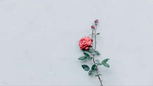 Minimalist_ Rose_on_ White_ Wall.jpg Wallpaper