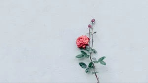Minimalist_ Rose_on_ White_ Wall.jpg Wallpaper
