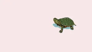Minimalist Sea Turtle Art Wallpaper