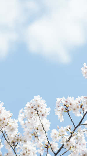 Minimalist Spring Blossoms Sky Wallpaper