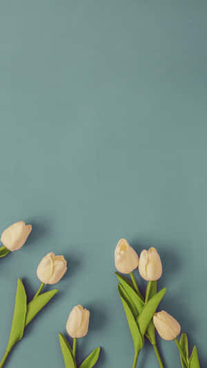 Minimalist_ Spring_ Tulips_ Background.jpg Wallpaper