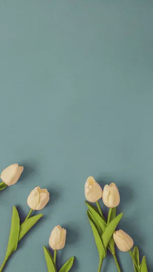 Minimalist_ Spring_ Tulips_ Background.jpg Wallpaper