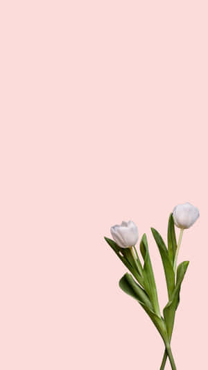 Minimalist_ Spring_ Tulips_ Pink_ Background.jpg Wallpaper