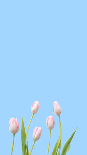 Minimalist Spring Tulips Sky Backdrop Wallpaper