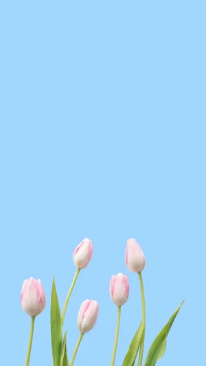 Minimalist Spring Tulips Sky Backdrop Wallpaper