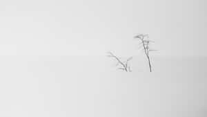 Minimalist_ Trees_in_ Mist Wallpaper