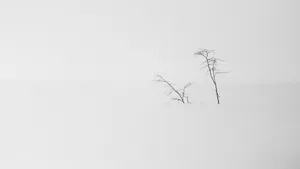 Minimalist_ Trees_in_ Mist Wallpaper
