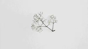 Minimalist White Floral Arrangement Wallpaper