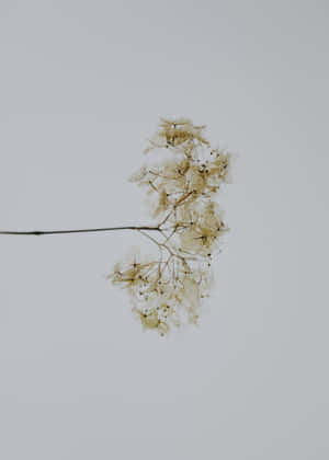 Minimalist White Flower Aesthetic.jpg Wallpaper