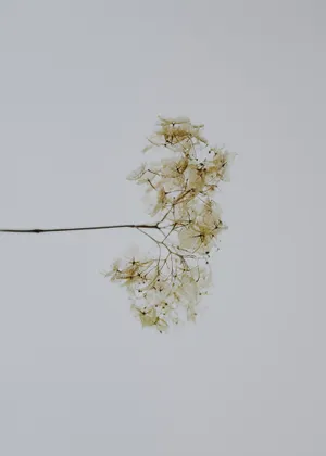 Minimalist White Flower Aesthetic.jpg Wallpaper