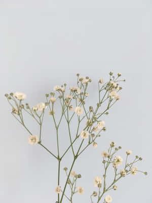 Minimalist White Flowers Against Gray Background.jpg Wallpaper