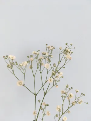 Minimalist White Flowers Against Gray Background.jpg Wallpaper