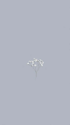 Minimalist White Flowerson Pastel Background Wallpaper