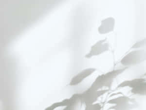 Minimalist White Leaf Shadows Wallpaper