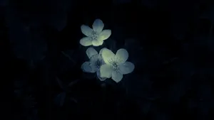 Minimalistic Macro Flower Photography Wallpaper