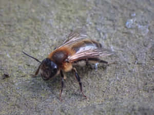 Mining Bee Close Up Wallpaper