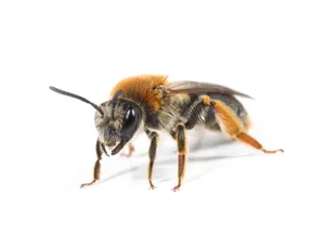 Mining Bee Closeup White Background Wallpaper