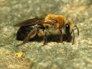 Mining Bee Closeupon Rock Wallpaper