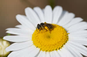 Mining Beeon Daisy Flower Wallpaper