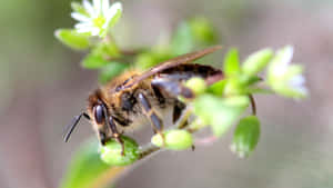 Mining Beeon Flower Wallpaper