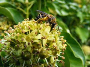 Mining Beeon Flower Cluster Wallpaper