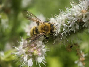 Mining Beeon Flowering Plant.jpg Wallpaper