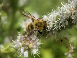 Mining Beeon Flowering Plant.jpg Wallpaper
