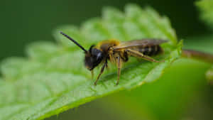 Mining Beeon Green Leaf Wallpaper