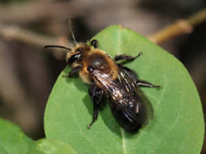 Mining Beeon Green Leaf Wallpaper