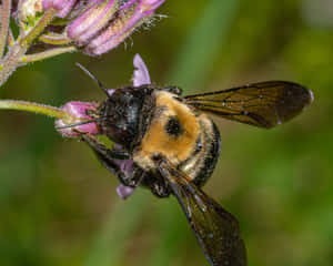 Mining Beeon Purple Flower Wallpaper