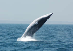 Minke Whale Breaching Wallpaper